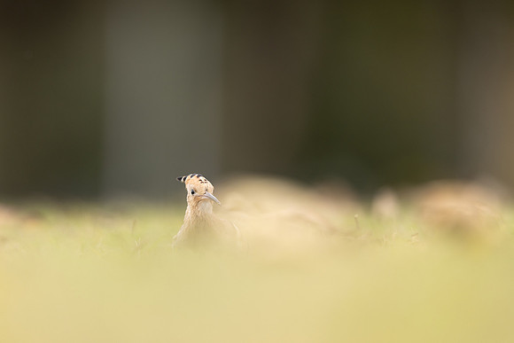 Hoopoe, Swansea, October 2024