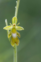 Green Fly Orchid, Noar Hill, June 2026