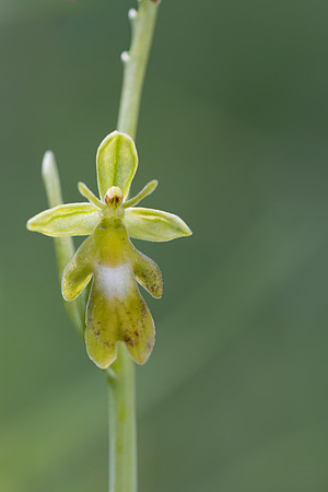 Green Fly Orchid, Noar Hill, June 2026