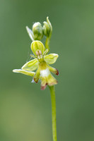Green Fly Orchid, Noar Hill, June 2026