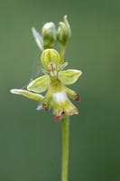 Green Fly Orchid, Noar Hill, June 2026