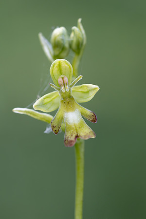 Green Fly Orchid, Noar Hill, June 2026