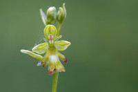 Green Fly Orchid, Noar Hill, June 2026