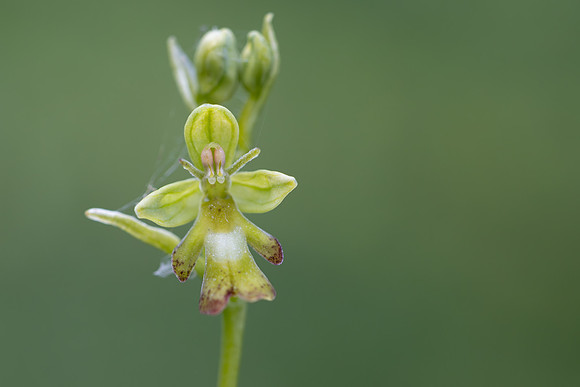 Green Fly Orchid, Noar Hill, June 2026