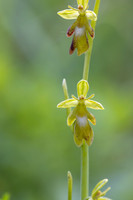Green Fly Orchid, Noar Hill, June 2026