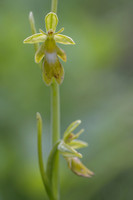 Green Fly Orchid, Noar Hill, June 2026