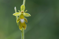 Green Fly Orchid, Noar Hill, June 2026