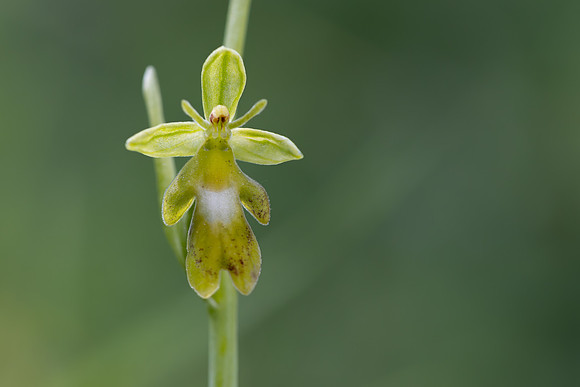 Green Fly Orchid, Noar Hill, June 2026