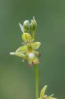 Green Fly Orchid, Noar Hill, June 2026