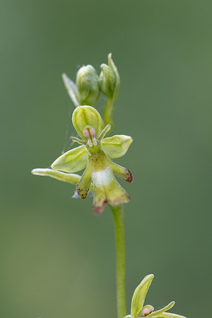 Green Fly Orchid, Noar Hill, June 2026
