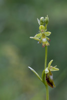 Green Fly Orchid, Noar Hill, June 2026