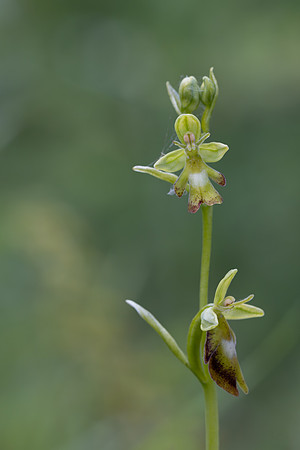 Green Fly Orchid, Noar Hill, June 2026