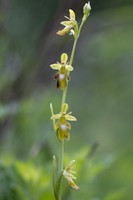 Green Fly Orchid, Noar Hill, June 2026