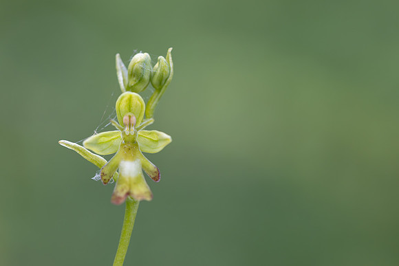 Green Fly Orchid, Noar Hill, June 2026