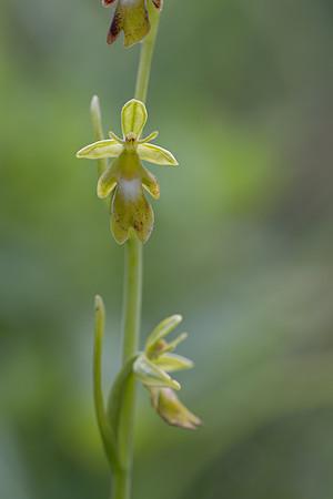 Green Fly Orchid, Noar Hill, June 2026