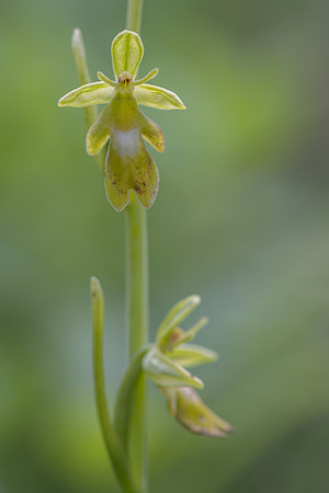 Green Fly Orchid, Noar Hill, June 2026