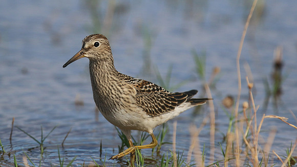 Pectoral Sandpiper, Lagoa dos Salgados, Portugal, September 2015