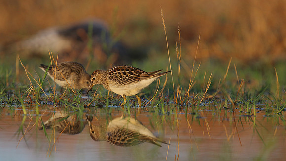 Pectoral Sandpiper, Lagoa dos Salgados, Portugal, September 2015