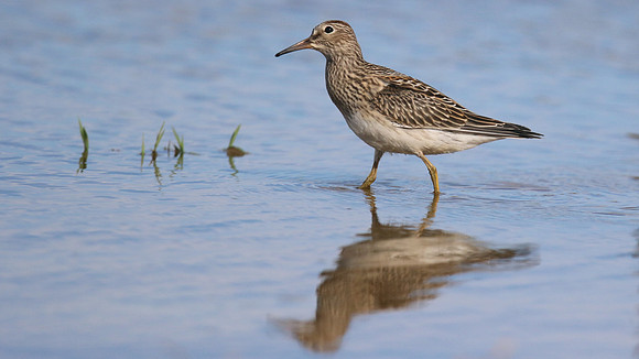Pectoral Sandpiper, Lagoa dos Salgados, Portugal, September 2015