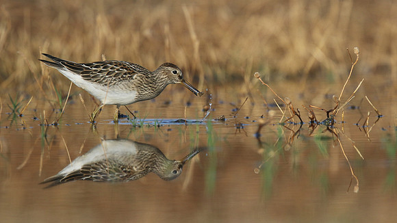 Pectoral Sandpiper, Lagoa dos Salgados, Portugal, September 2015