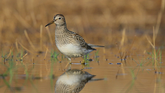 Pectoral Sandpiper, Lagoa dos Salgados, Portugal, September 2015