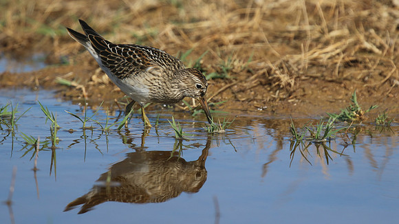 Pectoral Sandpiper, Lagoa dos Salgados, Portugal, September 2015