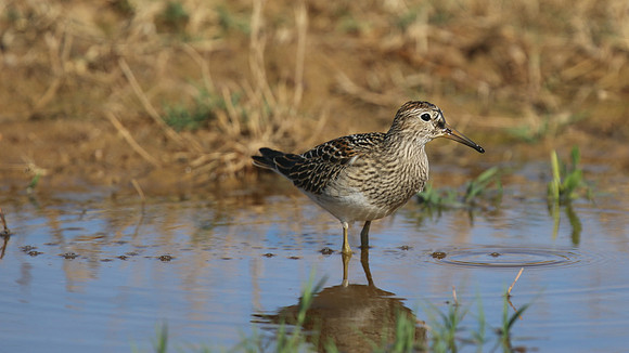 Pectoral Sandpiper, Lagoa dos Salgados, Portugal, September 2015