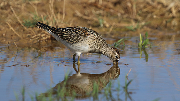 Pectoral Sandpiper, Lagoa dos Salgados, Portugal, September 2015