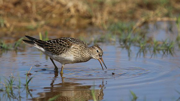 Pectoral Sandpiper, Lagoa dos Salgados, Portugal, September 2015