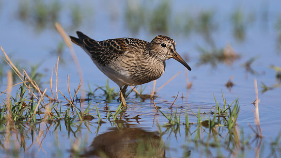 Pectoral Sandpiper, Lagoa dos Salgados, Portugal, September 2015