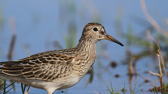 Pectoral Sandpiper, Lagoa dos Salgados, Portugal, September 2015