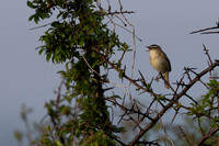 Sedge Warbler, Rockhampton, May 2024