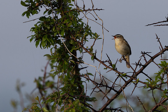 Sedge Warbler, Rockhampton, May 2024