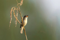 Sedge Warbler, Rockhampton, May 2024