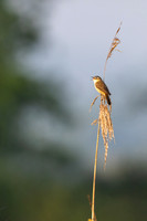 Sedge Warbler, Rockhampton, May 2024