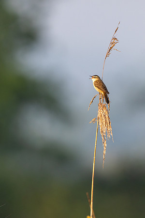 Sedge Warbler, Rockhampton, May 2024