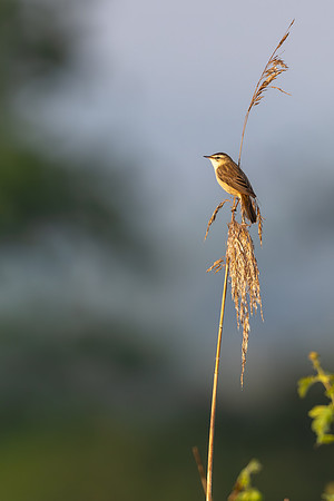 Sedge Warbler, Rockhampton, May 2024
