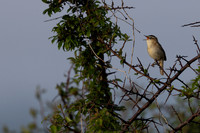 Sedge Warbler, Rockhampton, May 2024
