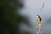 Sedge Warbler, Rockhampton, May 2024
