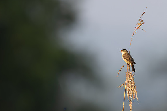 Sedge Warbler, Rockhampton, May 2024