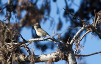 Eastern Olivaceous Warbler, Avagas Gorge 2014