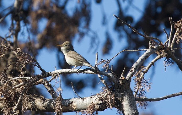 Eastern Olivaceous Warbler, Avagas Gorge 2014