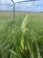 Lizard Orchid, Minchinhampton Common, June 2026