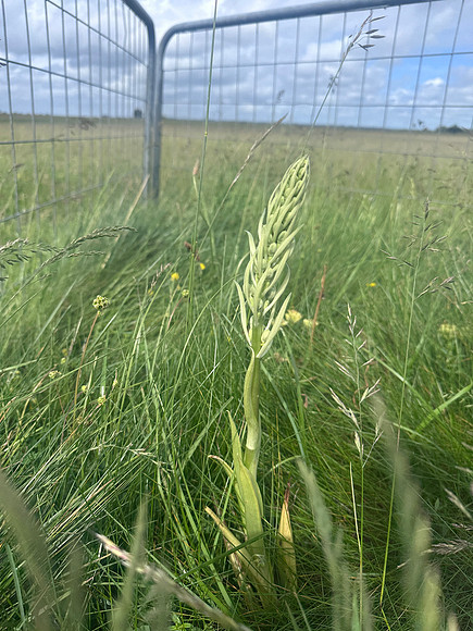 Lizard Orchid, Minchinhampton Common, June 2026