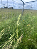 Lizard Orchid, Minchinhampton Common, June 2026