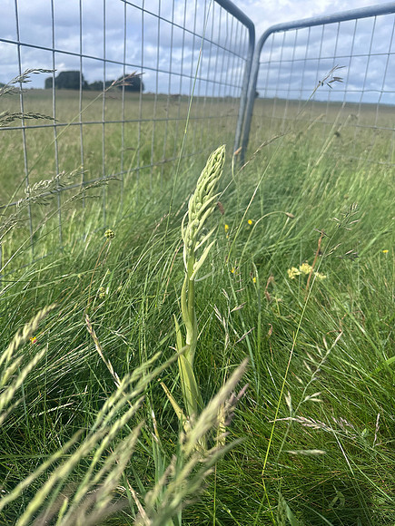 Lizard Orchid, Minchinhampton Common, June 2026
