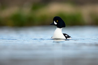 Barrows Goldeneye, River Laxa, Iceland, June 2022