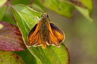 Large Skipper