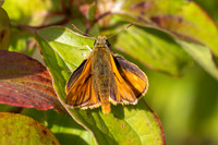Large skipper, Oldbury Power startion, June 2026