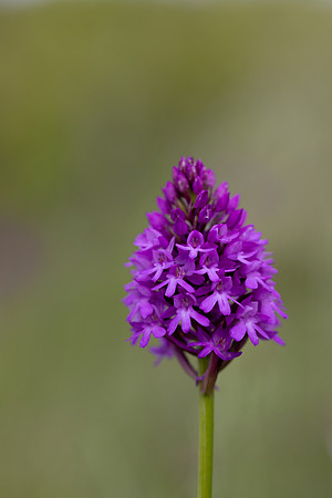 Pyramidal Orchid, Oldbury Power startion, June 2026